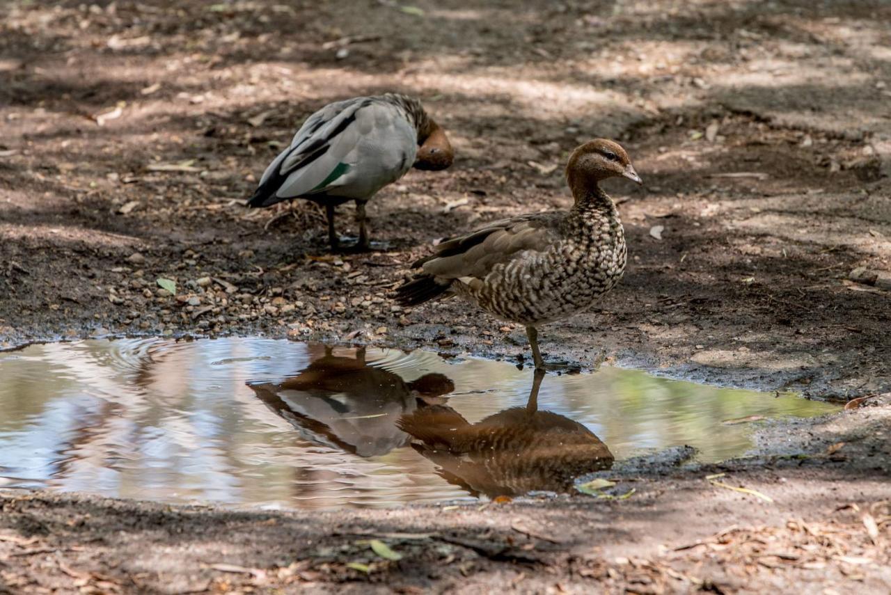 Belair National Park Holiday Park מראה חיצוני תמונה